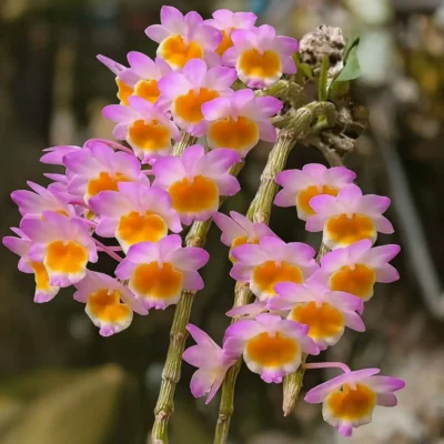 Dendrobium crepidatum