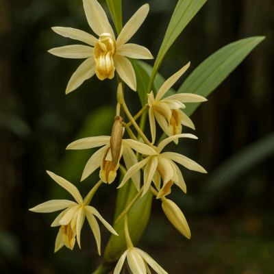 Coelogyne trinervis: The “Three-Nerved” Orchid I'll Never Stop Loving – Buy Online | Sib Orchid Coelogyne trinervis: The “Three-Nerved” Orchid I’ll Never Stop Loving