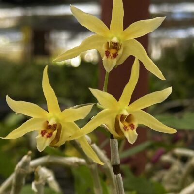 Dendrobium officinale