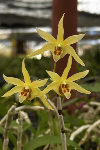 Dendrobium officinale 鐵皮石斛