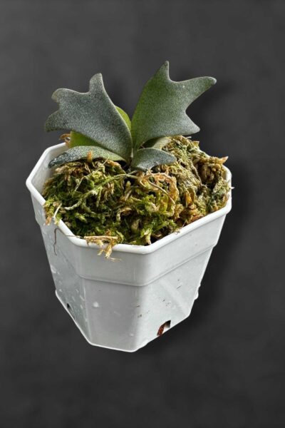 Platycerium willinckii