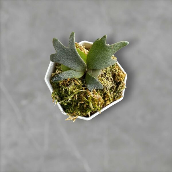 Platycerium willinckii for Sale | Buy Orchid Online | SibOrchid.com