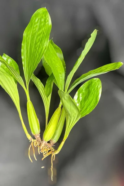 Healthy Coelogyne rochussenii roots and foliage close-up