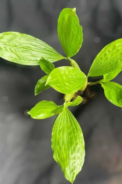 Healthy Coelogyne rochussenii roots and foliage close-up