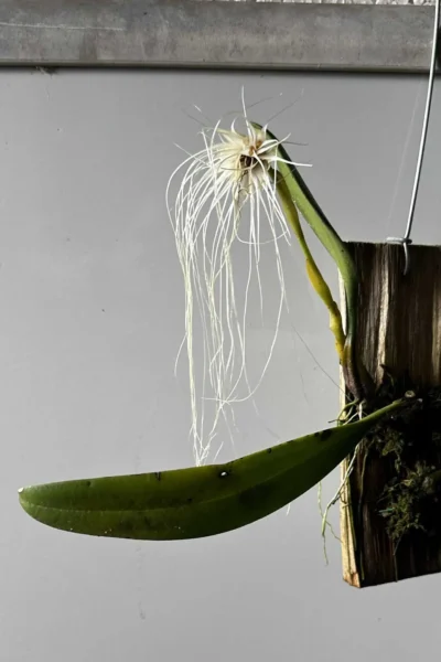 Bulbophyllum medusae blooming size