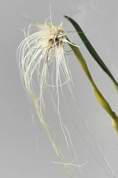 Bulbophyllum medusae blooming size