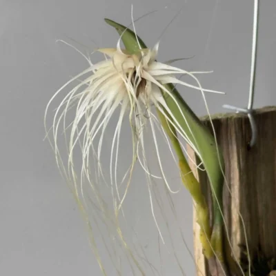 Bulbophyllum medusae