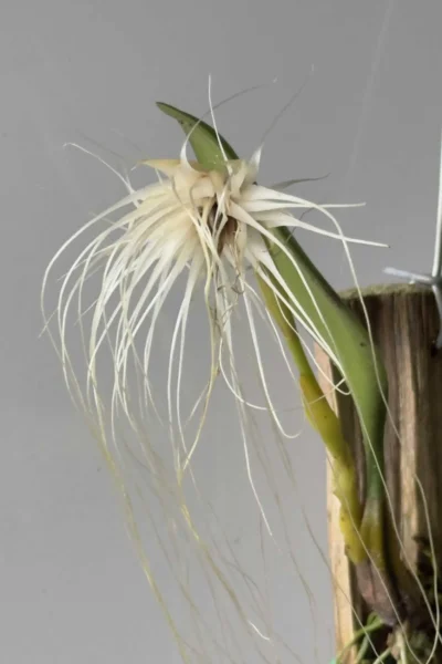 Bulbophyllum medusae blooming-size orchid with thread-like flowers