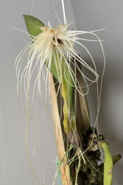 Bulbophyllum medusae blooming size