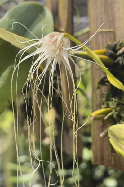 Bulbophyllum medusae blooming-size orchid with thread-like flowers