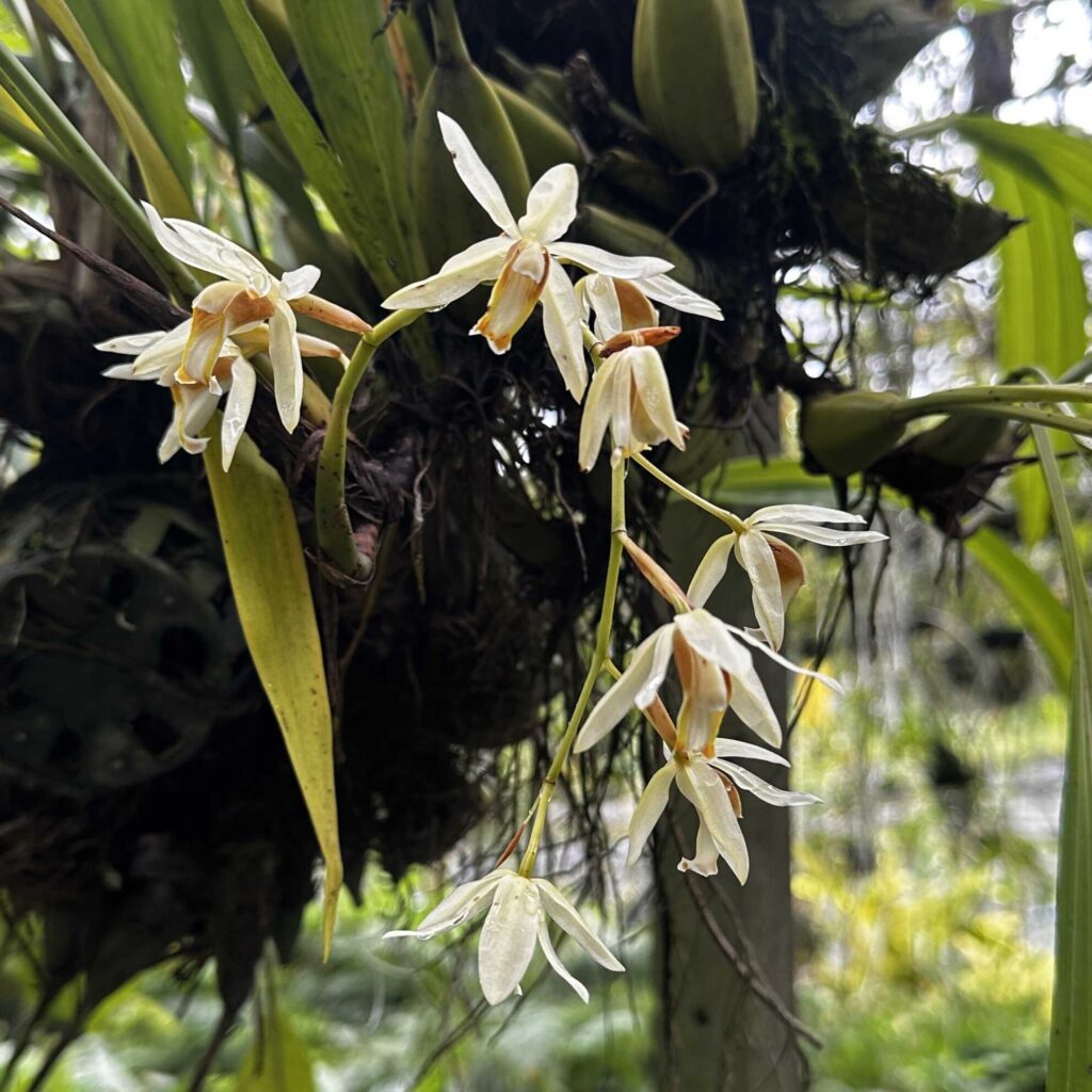 Coelogyne trinervis: The “Three-Nerved” Orchid I'll Never Stop Loving orchid plant for sale