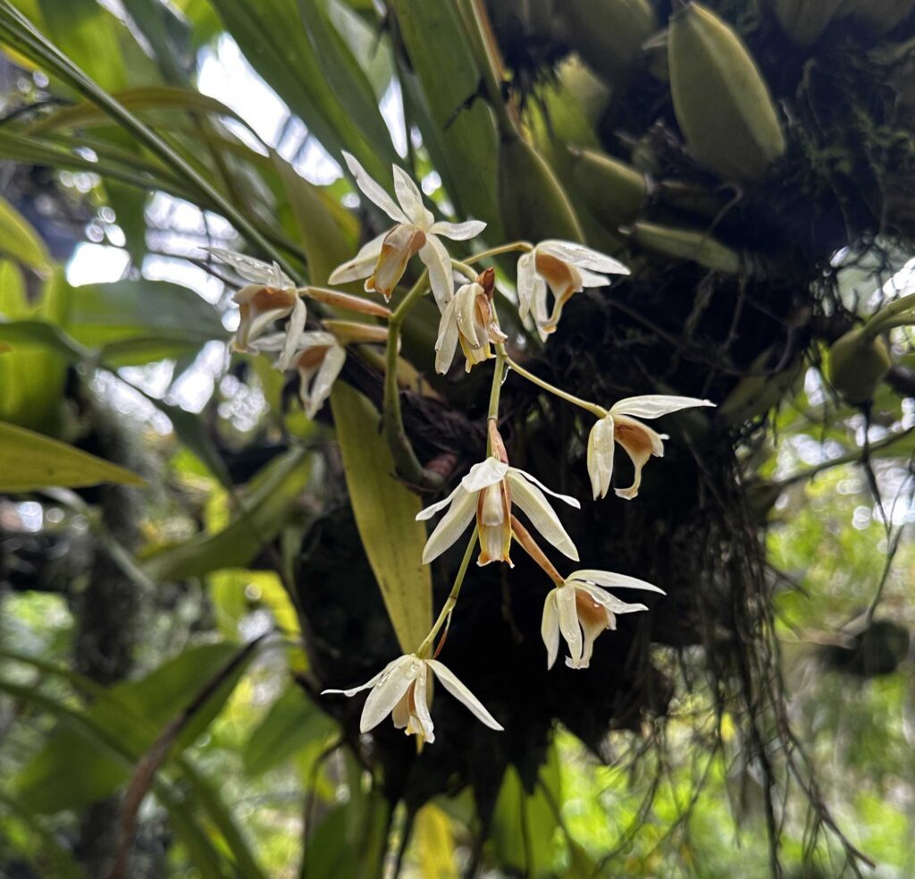 Coelogyne trinervis: The “Three-Nerved” Orchid I'll Never Stop Loving orchid plant for sale