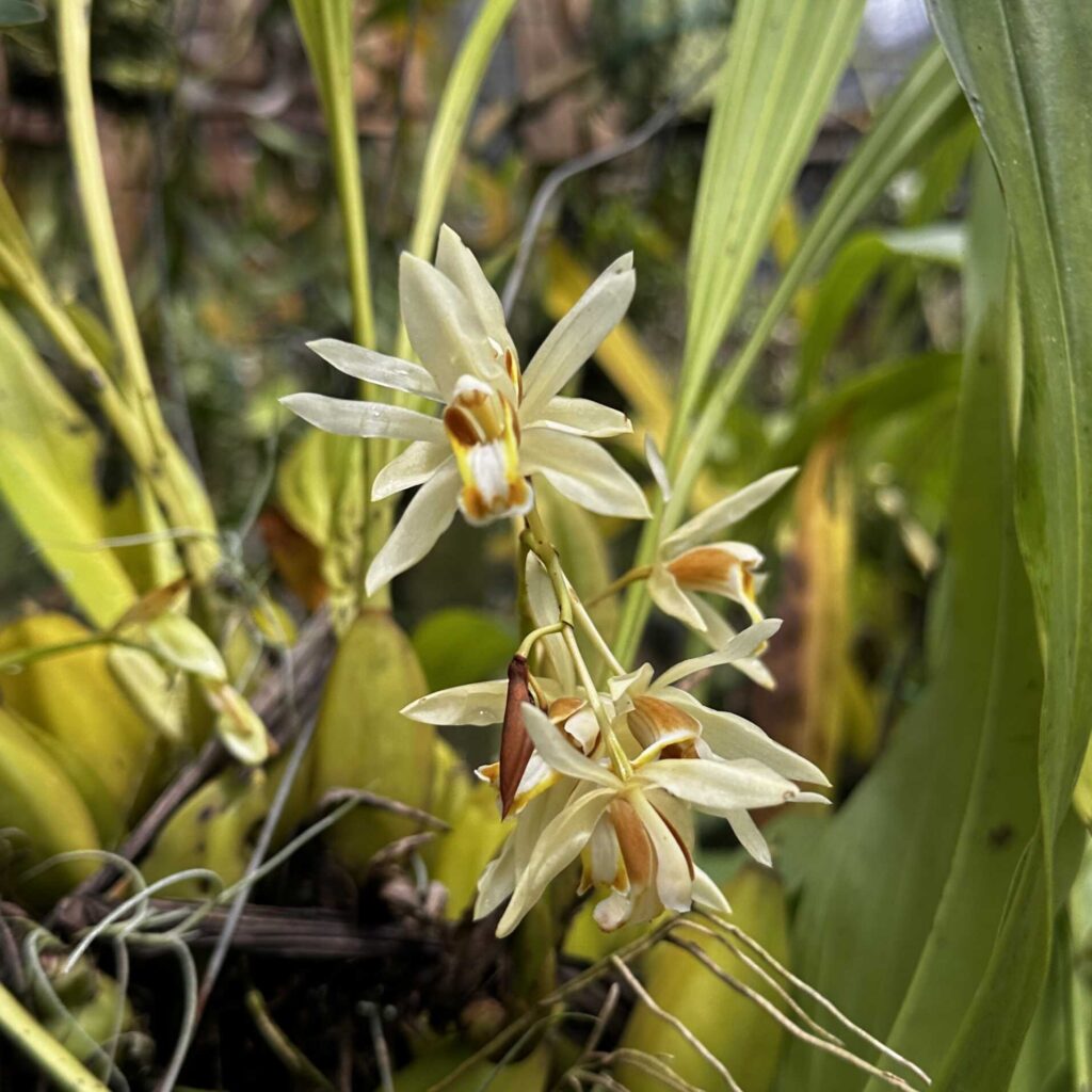 Coelogyne trinervis: The “Three-Nerved” Orchid I'll Never Stop Loving orchid plant for sale