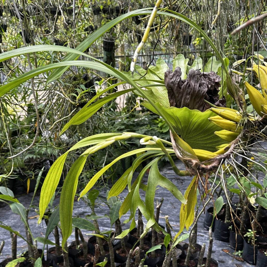 Coelogyne trinervis: The “Three-Nerved” Orchid I'll Never Stop Loving orchid plant for sale