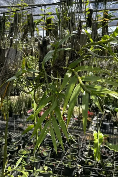 Dendrobium crepidatum