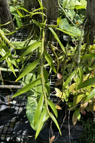 Dendrobium crepidatum