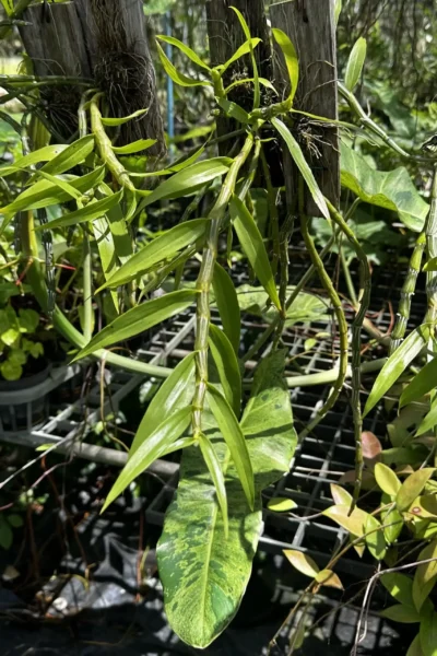 Dendrobium crepidatum
