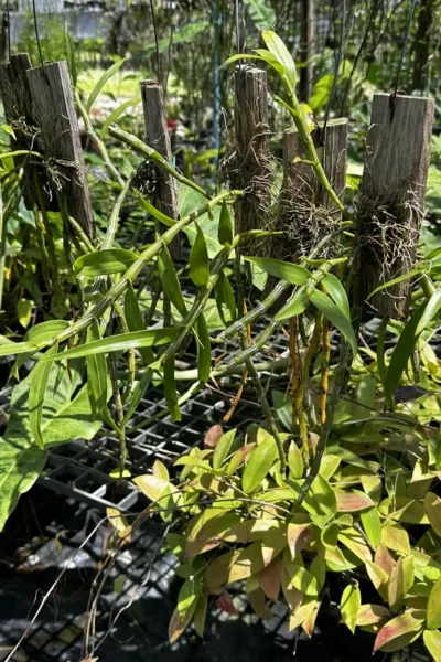 Dendrobium crepidatum