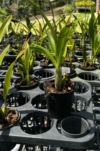 Caulaelia Mizoguchi orchid for sale