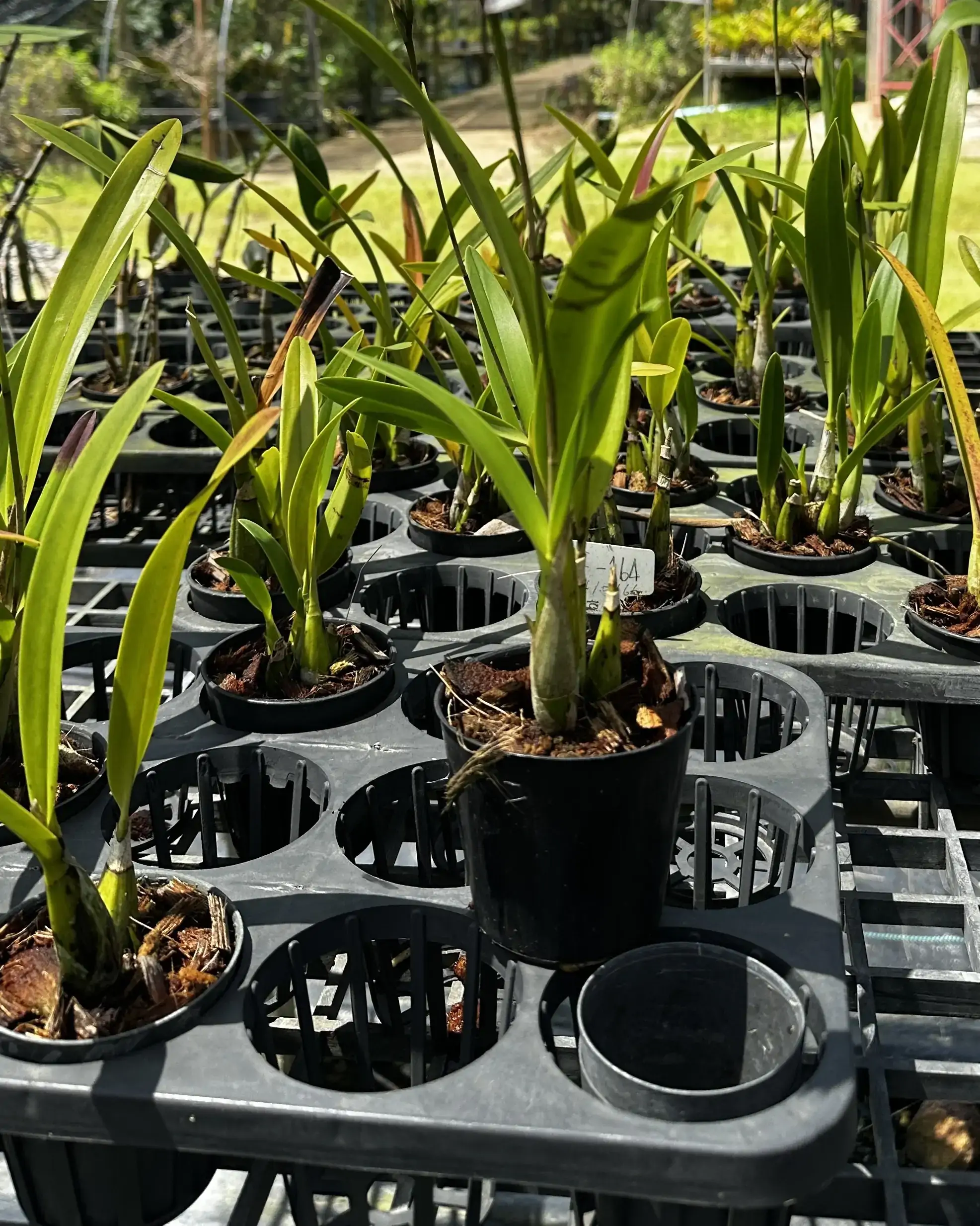 Caulaelia Mizoguchi – Buy Online | Sib Orchid Caulaelia Mizoguchi orchid for sale