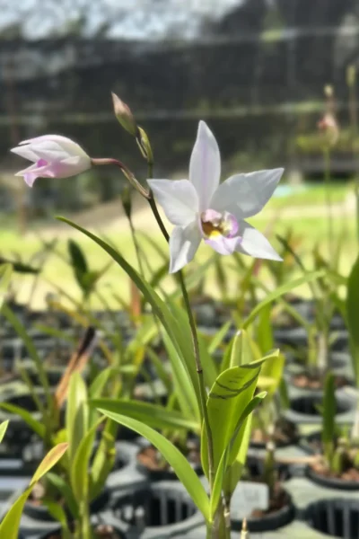 Caulaelia Mizoguchi orchid for sale