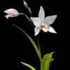 Caulaelia Mizoguchi orchid for sale