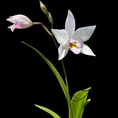 Caulaelia Mizoguchi