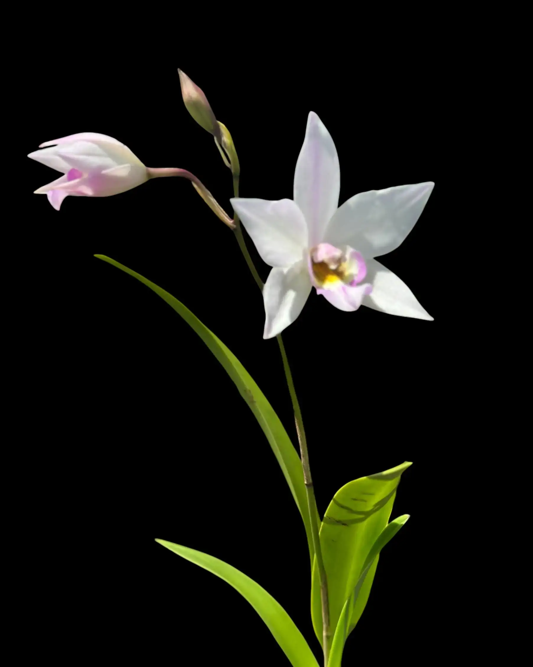Caulaelia Mizoguchi – Buy Online | Sib Orchid Caulaelia Mizoguchi orchid for sale