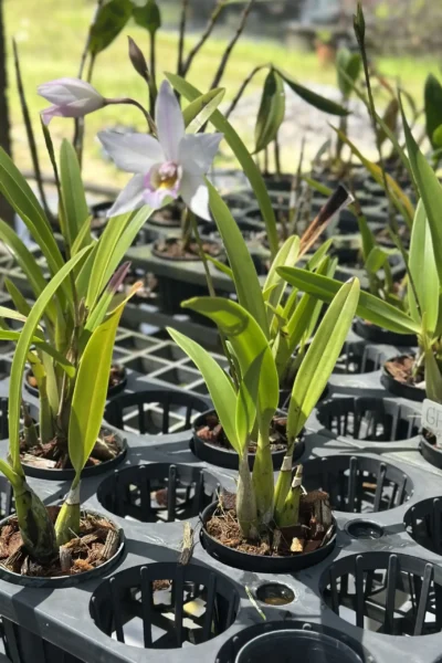 Caulaelia Mizoguchi orchid for sale