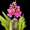 Tolumnia Hybrid Pink orchid plant for sale