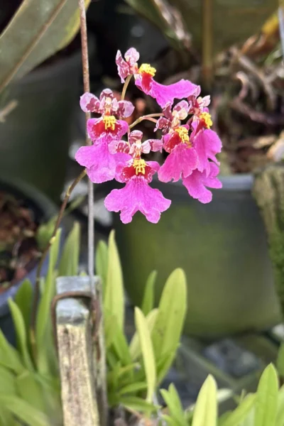Tolumnia Hybrid Pink
