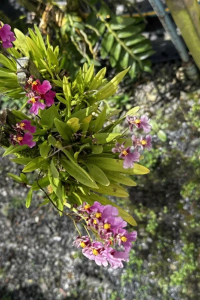 Tolumnia Hybrid Pink