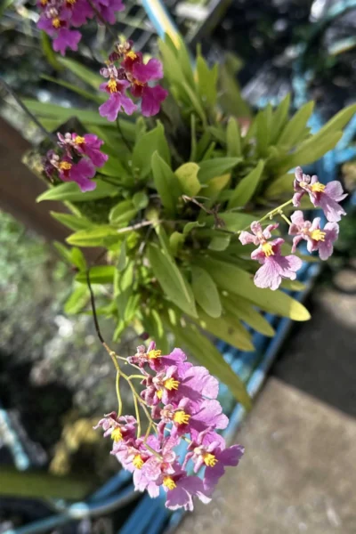 Tolumnia Hybrid Pink