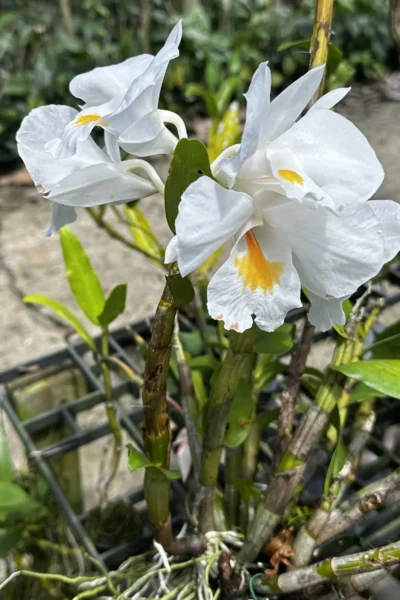 dendrobium formosum for sale