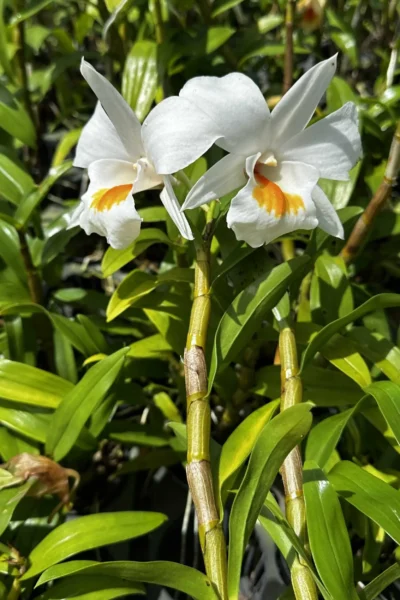 dendrobium formosum for sale