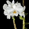 Dendrobium formosum – Buy Online | Sib Orchid Dendrobium formosum orchid plant for sale