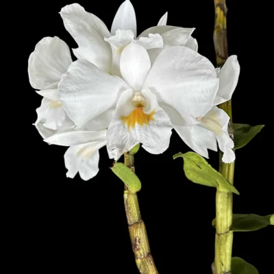 Dendrobium formosum
