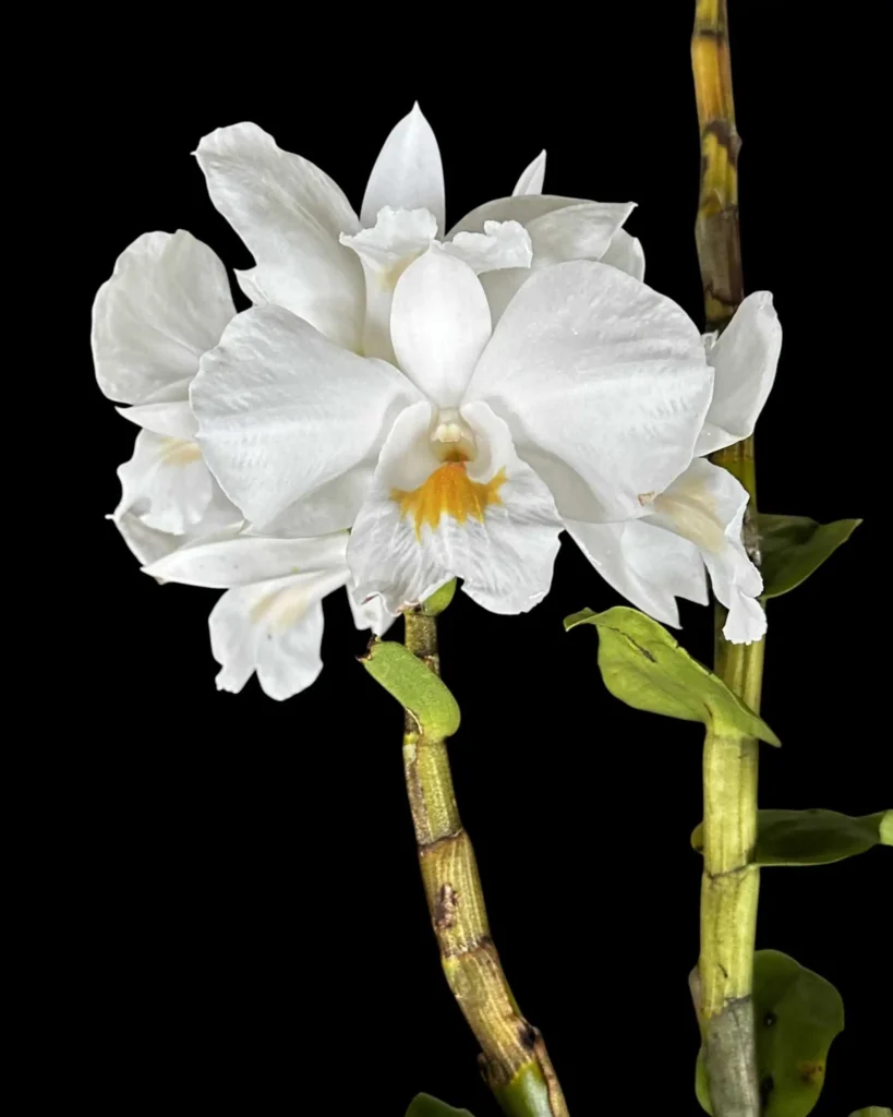 Rare Orchid Species Dendrobium Formosum - SibOrchid.com