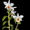 Dendrobium Formidible (Dendrobium formosum x Dendrobium infundibulum)