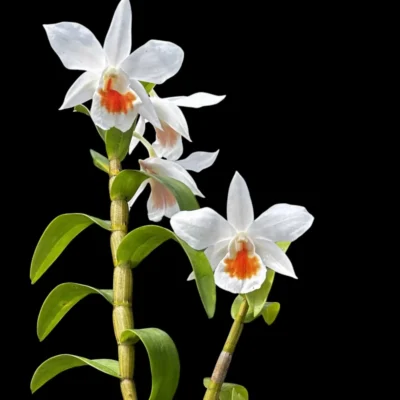 Dendrobium Formidable