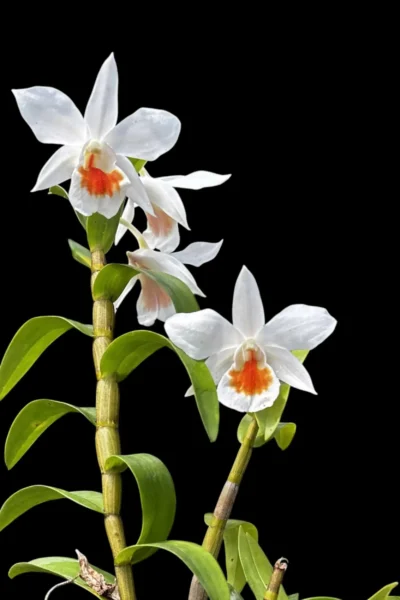 Dendrobium Formidible (Dendrobium formosum x Dendrobium infundibulum)