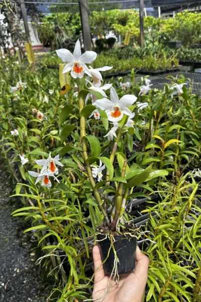 Dendrobium Formidible (Dendrobium formosum x Dendrobium infundibulum)