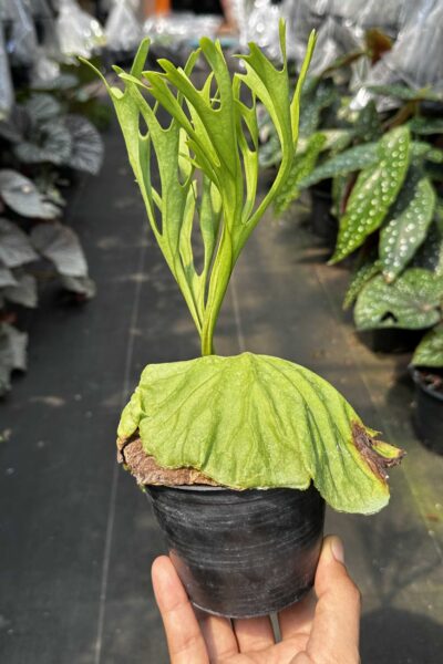 platycerium ridleyi pakarang