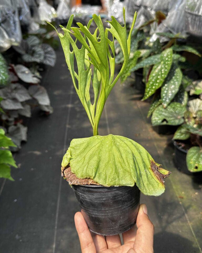 Platycerium Ridleyi Pakarang - SibOrchid.com