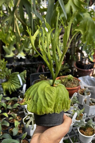 platycerium ridleyi pakarang