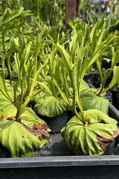 platycerium ridleyi pakarang