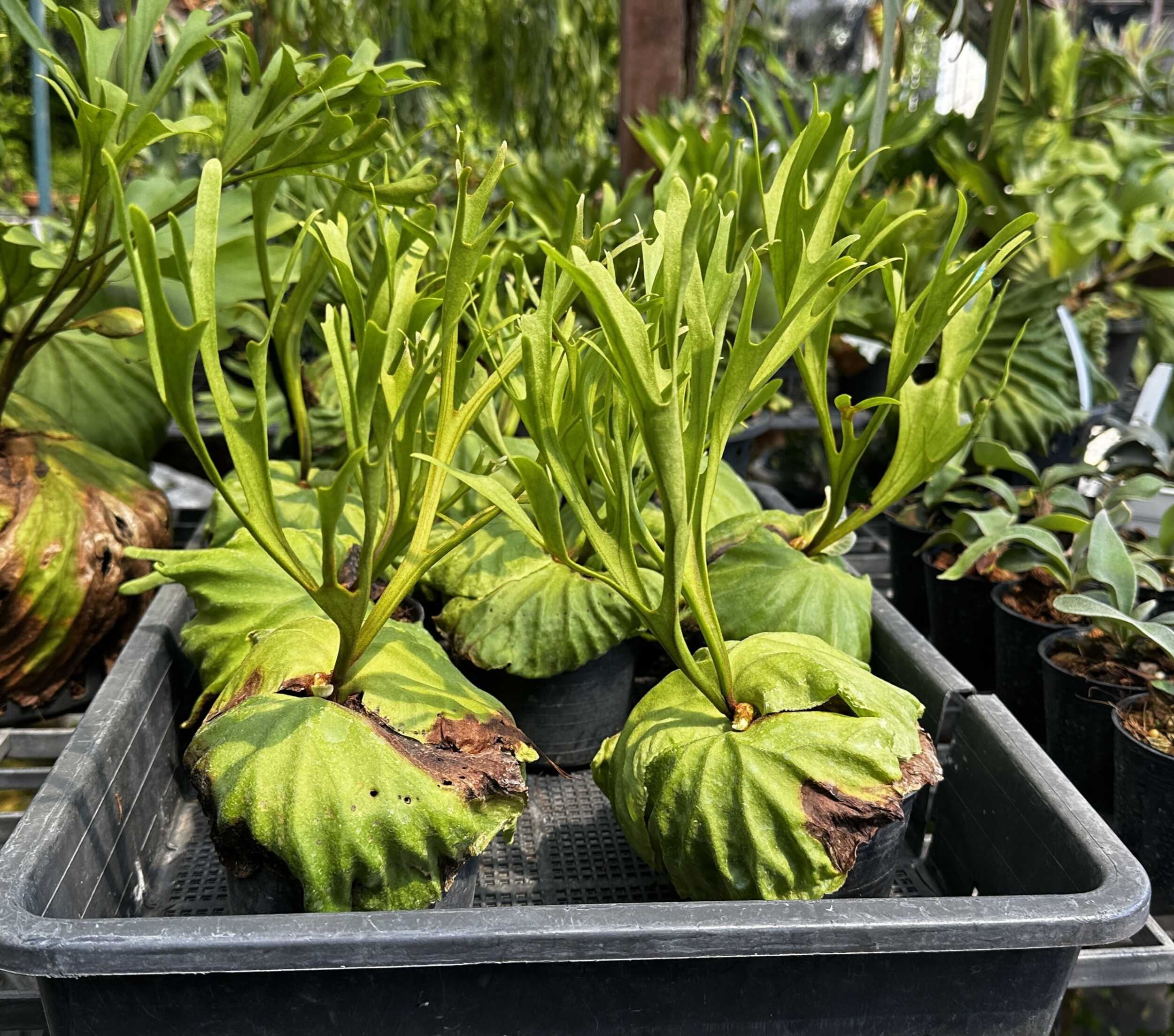 P.ridley pakarang 綴化固体 (cristata) Platycerium Ridleyi Pakarang | SibOrchid.com