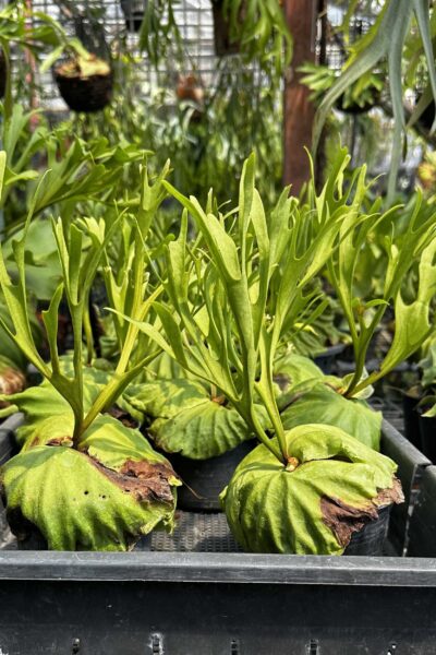 platycerium ridleyi pakarang