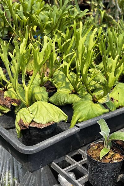 platycerium ridleyi pakarang