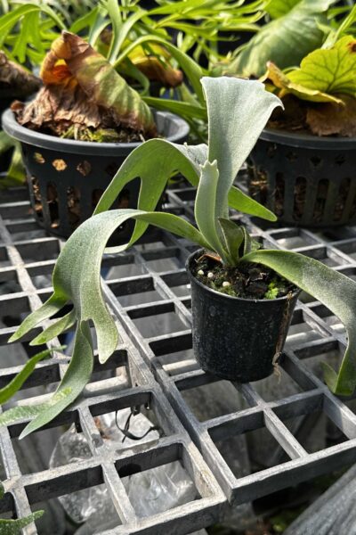Platycerium willinckii Yellow Moon × Cloud Series sporeling – rare hybrid staghorn fern